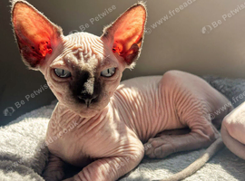 Male Sphynx
