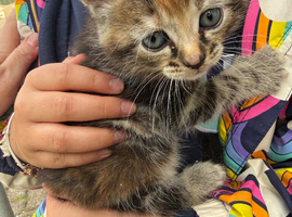 2 beautiful fluffy kittens male and female