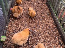 Buff Orpington Hatching Eggs