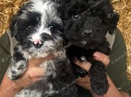 Rare Bordoodle puppies