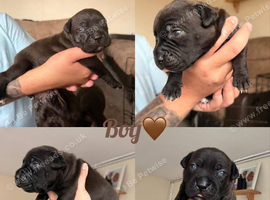 Puppies for sale
