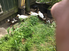 5 unsexed call ducks
