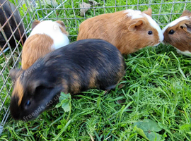 Male Guinea pigs