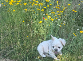 Fluffy Frenchie