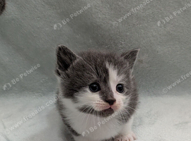 Beautiful kittens for new homes
