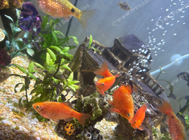 School of Rosy Barbs.