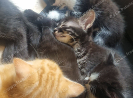 Bengal x Norwegian Forrest kittens