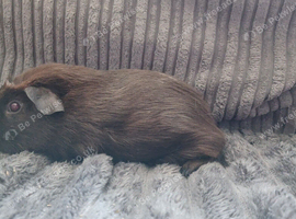 Beautiful male guinea pigs