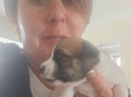Jack pack puppies