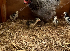 Buff Orpington and babies