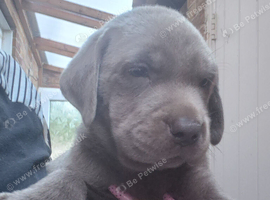 Silver Labrador pups