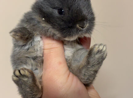Beautiful litter