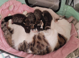 Three 16 week old Kittens