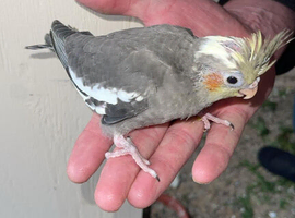 Baby Cockateils for sale