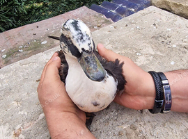 Ducks Drakes for sale