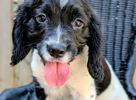 KC registered docked springer puppies