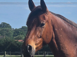 Priced to sell AES registered gelding
