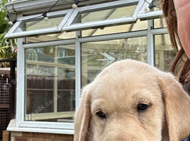 Labrador puppies