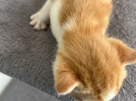 Mr