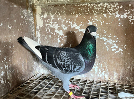 Racing pigeons for sale