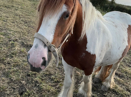 Mare in foal