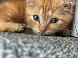 Male ginger kitten