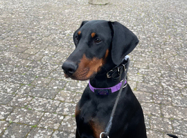 Looking for Doberman stud