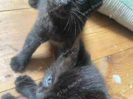 Black kittens with patterns