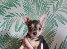Lovely little mixed breed pup