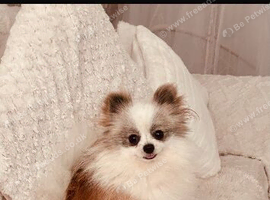 Male teacup Pomeranian