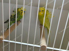 Helicopter budgies
