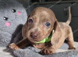 Dapple Miniature Dachshund