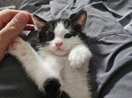1 female kitten looking for her new forever home