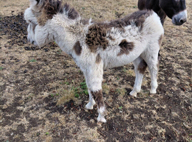 ADULT JENNY AND JENNY FOAL DONKEYS FOR SALE