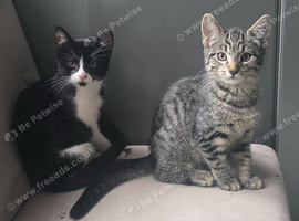 Last 2 babies left due to timewasters