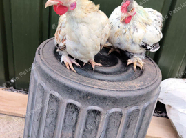 2 Pekin x cocks and a male quail