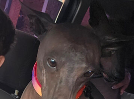 Xoloitzcuintli
