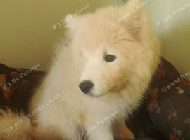 Samoyed puppy