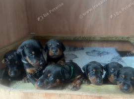 Beautiful Doberman puppies