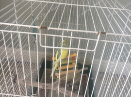 Baby budgie and cage for sale