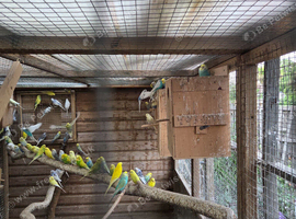 Budgies for sale