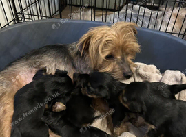 Amazing Home Raised Yorkshire Terrier Puppies