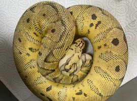 Pastel spotnose clown female