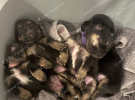 Pomchi puppies
