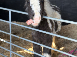 10* Loan Home for Mini Cob Foal