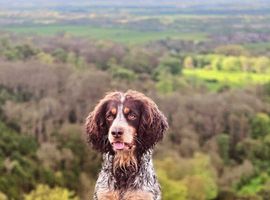 30+ champion spaniel puppies