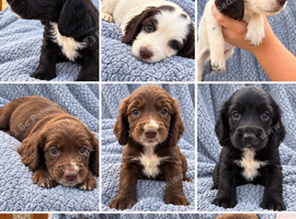 Sprocker puppies
