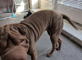 8 month old shar pei