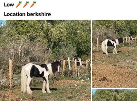 11 month old coloured cob colt