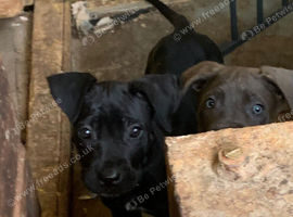 One beautiful black female Cane Corso pup